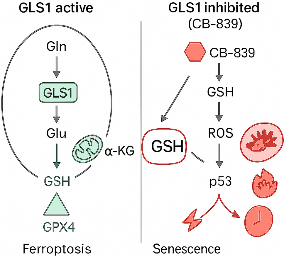 Glutaminase 1 in Vascular Disease: Linking Metabolic Reprogramming to  Atherosclerosis Progression and Stability | Journal of Cardiovascular  Translational Research