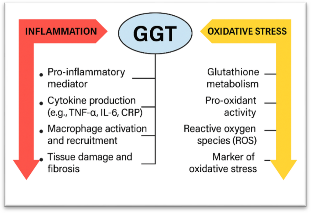 glutathione synthesis in red blood cells GSH synthesis in the human RBC. The metabolite labels denote: Cys,