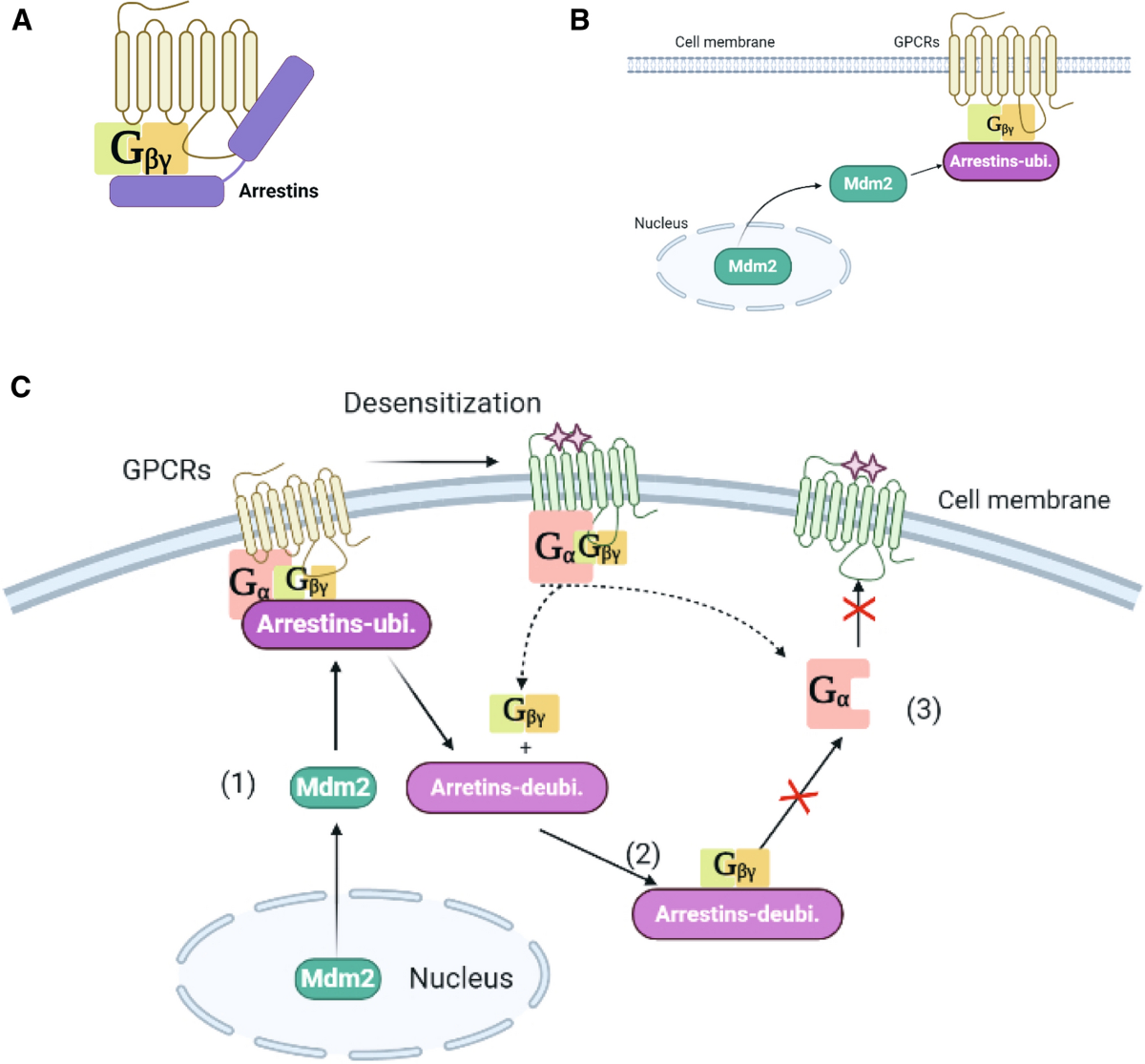 ghk cu mechanism of action receptor desensitization Mechanistic diversity involved in the G protein-coupled receptors | Archives of Pharmacal Research Why BPC-157 Might Be Bacteriostatic water 3ml Lot #:Lot #: N9GHKCU50/0328