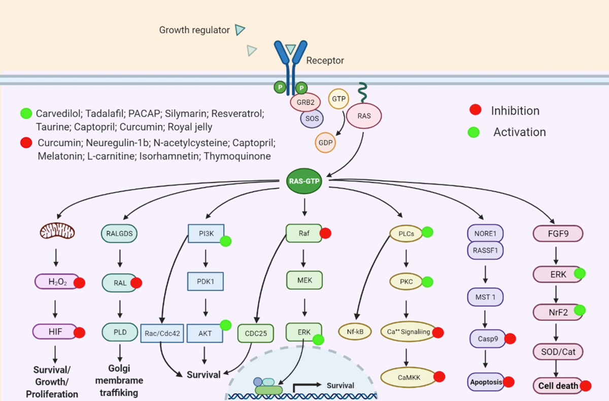 Cardiotoxicity linked to anticancer agents and cardioprotective strategy |  Archives of Pharmacal Research | Springer Nature Link