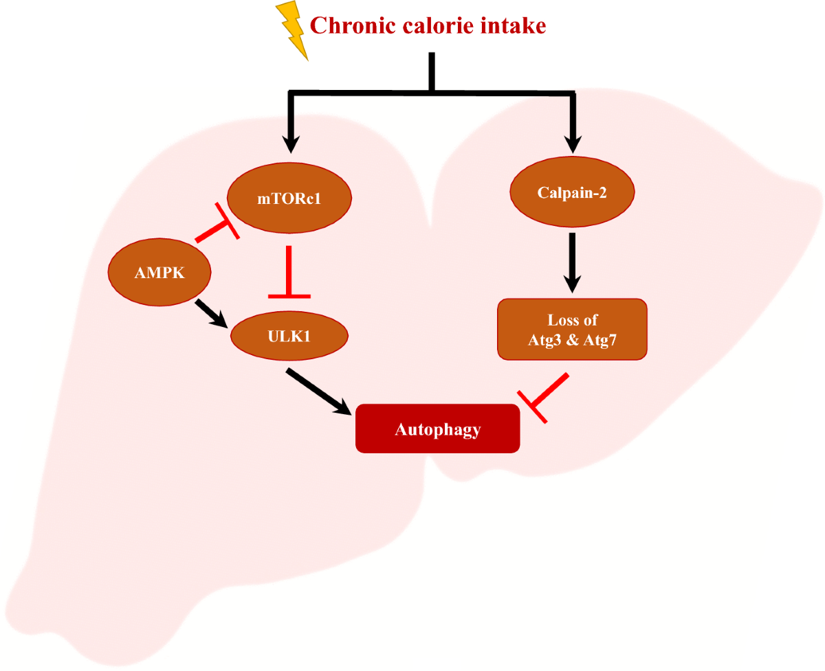 Non-alcoholic fatty liver disease and liver secretome | Archives of  Pharmacal Research