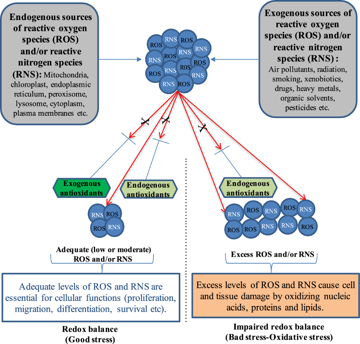 A review on bacteria-derived antioxidant metabolites: their production, purification, characterization, potential applications, and limitations | Archives of Pharmacal Research