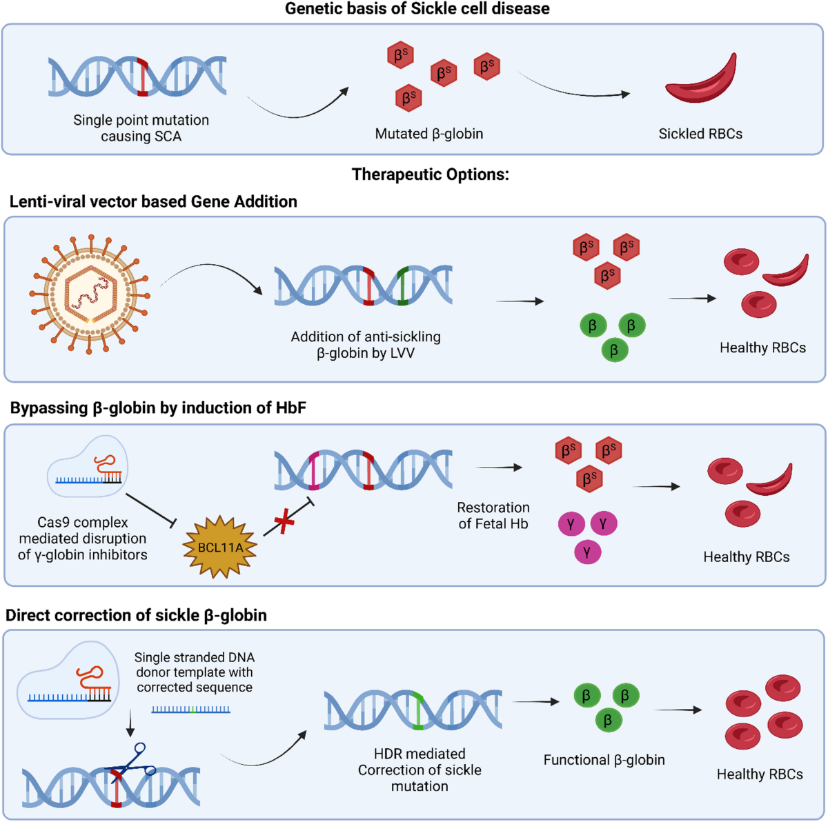Gene Therapy for Sickle Cell Anemia in India - Current Status and  Challenges | Indian Journal of Hematology and Blood Transfusion