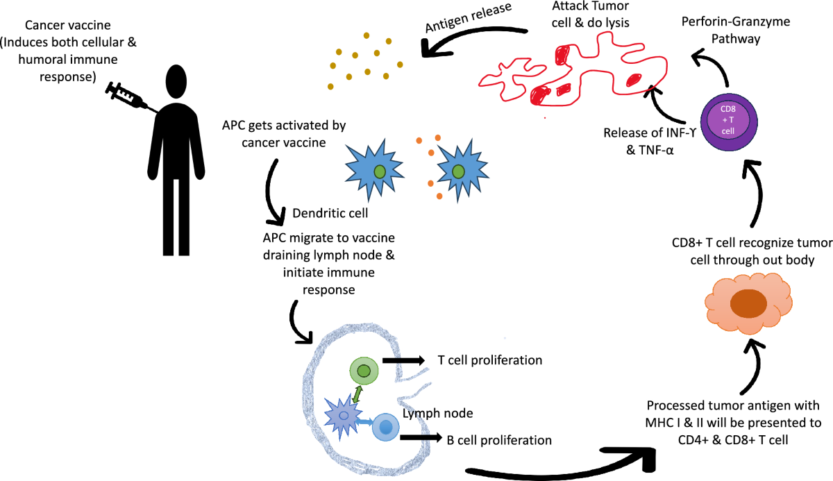 Cancer Vaccines: A Novel Revolutionized Approach to Cancer Therapy | Indian  Journal of Clinical Biochemistry | Springer Nature Link