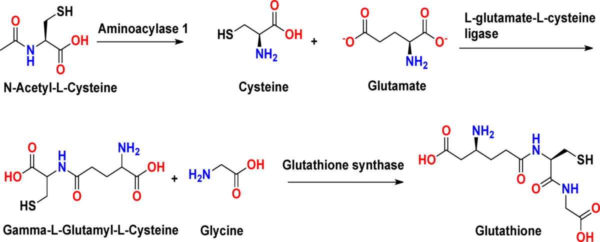 Glutathione at the Crossroads of Redox Homeostasis and Glucose Metabolism in Diabetes Mellitus | Indian Journal of Clinical Biochemistry | Springer Nature Link Glutathione at the Crossroads of Redox Homeostasis and Glucose Metabolism in Diabetes Mellitus | Indian Journal of Clinical Biochemistry | Springer Nature Link