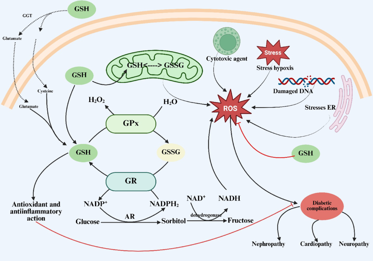 Glutathione at the Crossroads of Redox Homeostasis and Glucose Metabolism in Diabetes Mellitus | Indian Journal of Clinical Biochemistry | Springer Nature Link Glutathione at the Crossroads of Redox Homeostasis and Glucose Metabolism in Diabetes Mellitus | Indian Journal of Clinical Biochemistry | Springer Nature Link