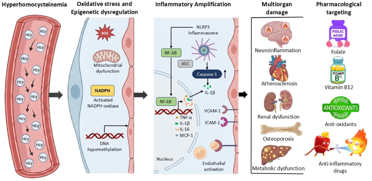 glutathione deficiency dna a1298c MTHFR Gene Polymorphisms: A Single Gene with Wide-Ranging Clinical ImplicationsA Review Beyond a Biomarker: Hyperhomocysteinemia as