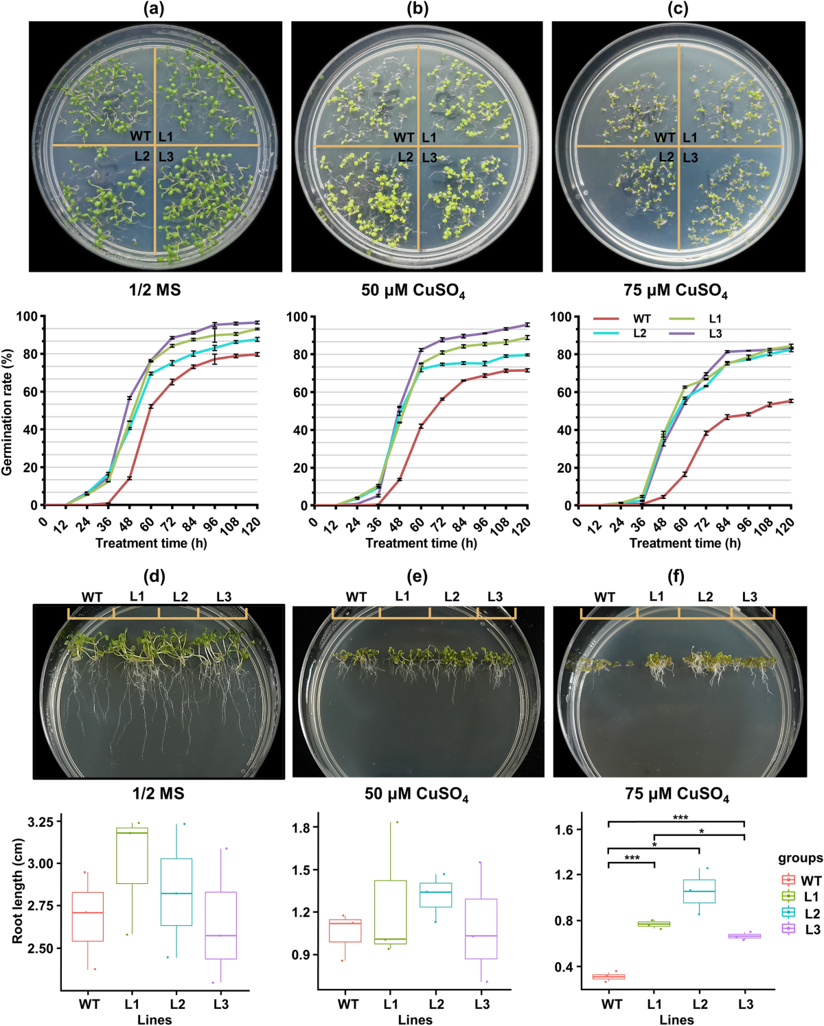 VvATG6 contributes to copper stress tolerance by enhancing the antioxidant  ability in transgenic grape calli | Physiology and Molecular Biology of  Plants