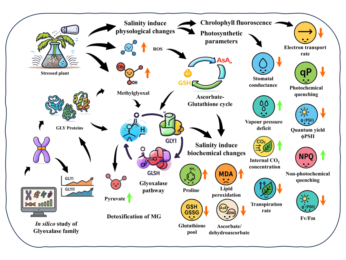Deciphering glyoxalase gene families and their coordinated regulation with  the ascorbate–glutathione cycle during salinity stress in Artemisia annua |  Physiology and Molecular Biology of Plants
