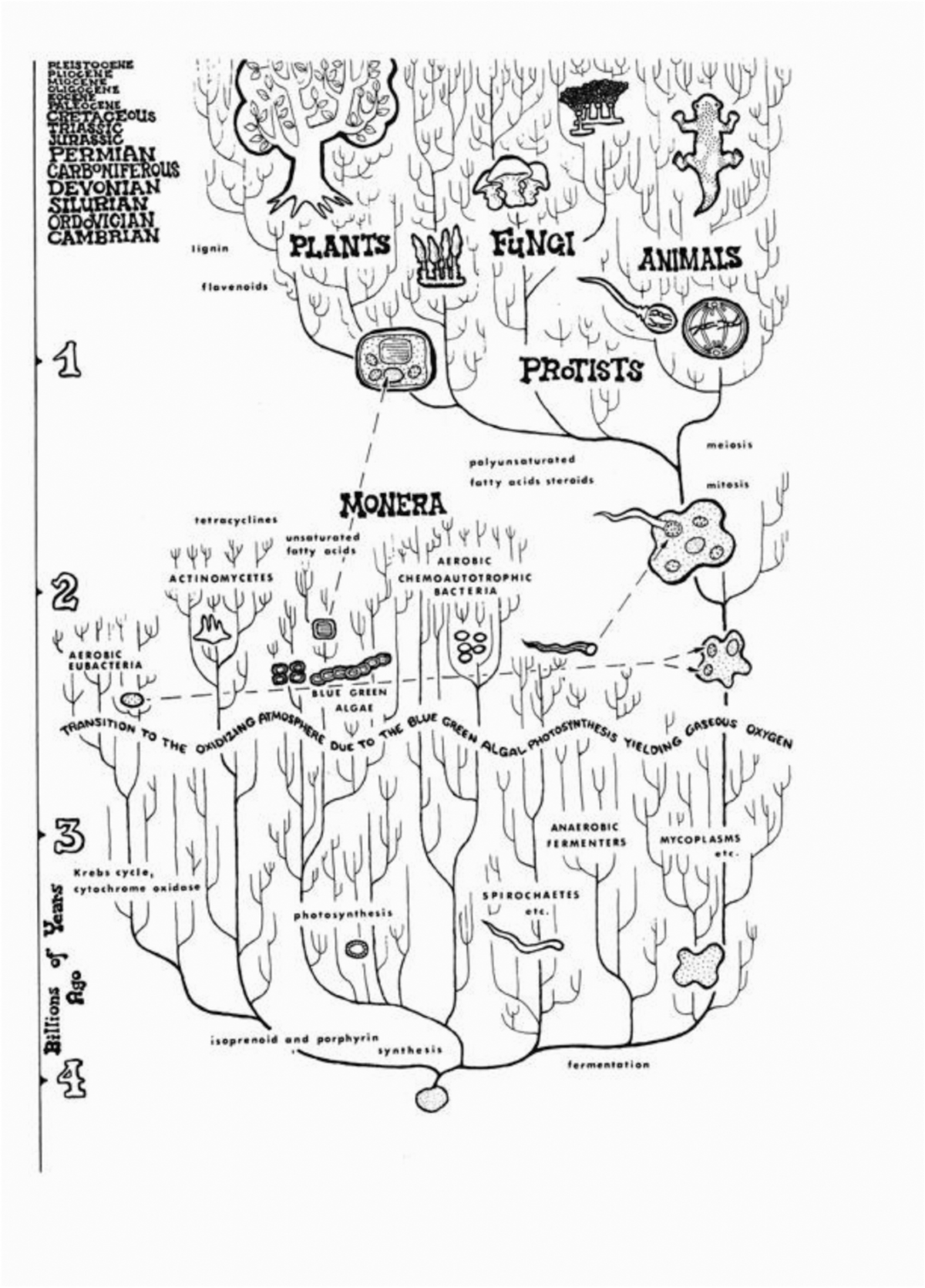 Organizing Microbial Diversity and Interspecies Relations through Diagrams:  Trees, Maps, and the Visual Semiotics of the Living | Biosemiotics |  Springer Nature Link
