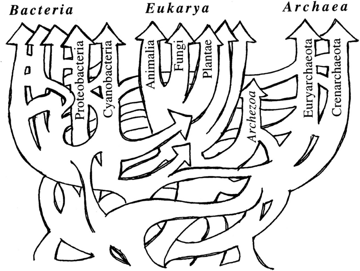 Organizing Microbial Diversity and Interspecies Relations through Diagrams:  Trees, Maps, and the Visual Semiotics of the Living | Biosemiotics |  Springer Nature Link