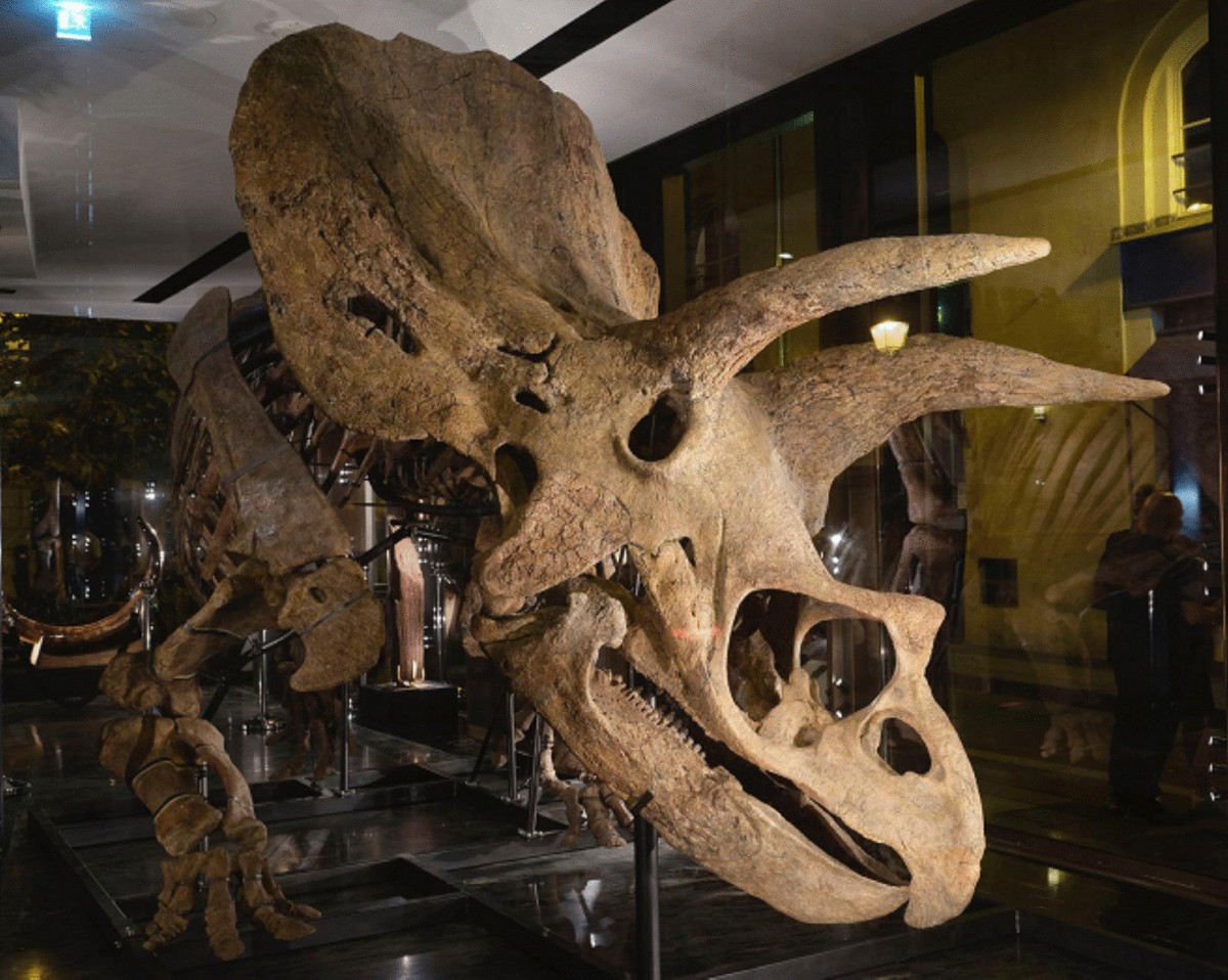 Fossils on the Market: An Attempt to Characterise the Auction World (2010–2022) | Geoheritage