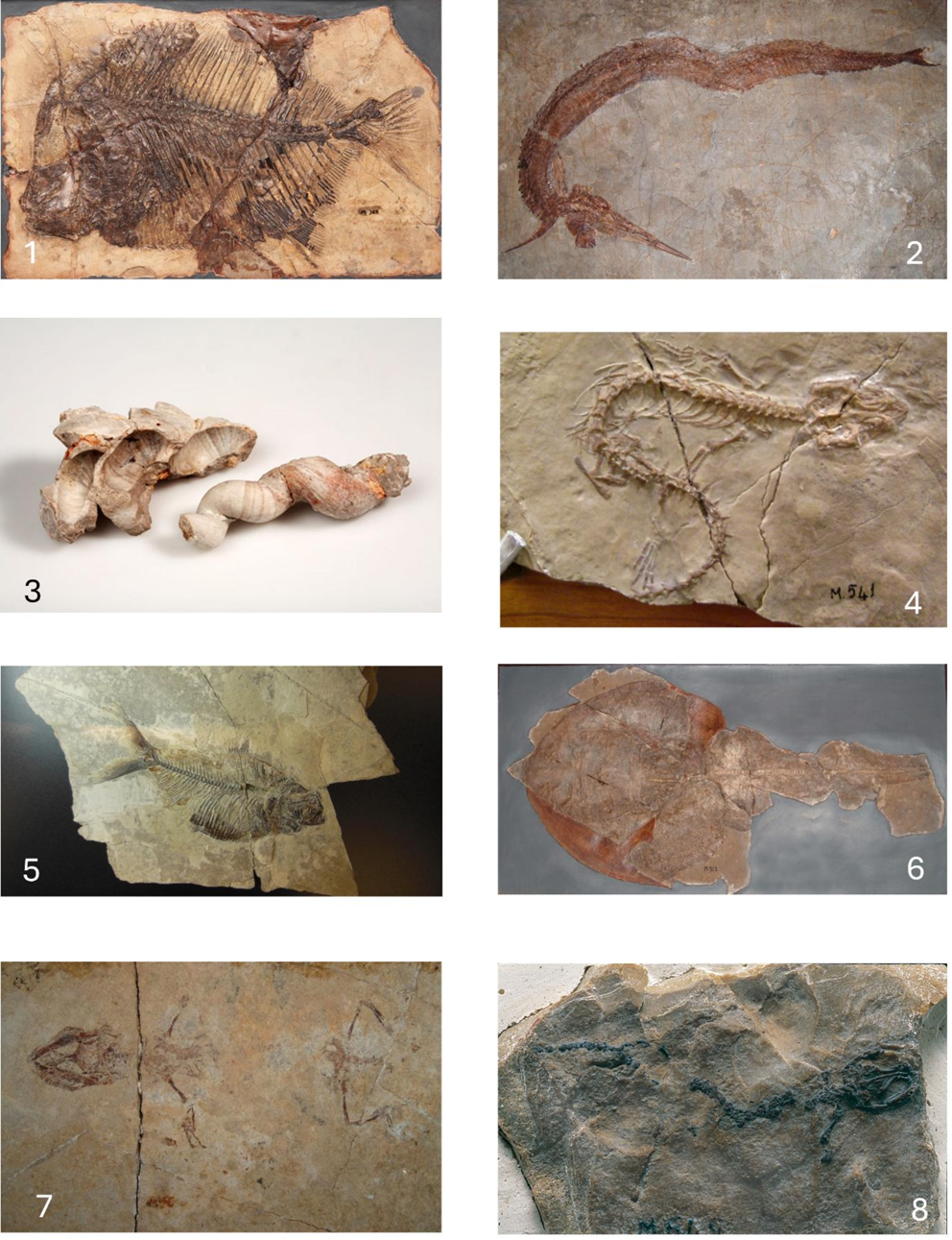 CITY DEVELOPMENT, image size:992x1291