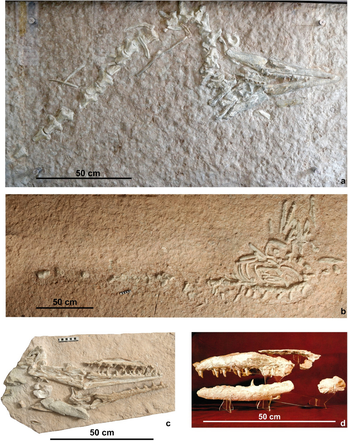 How Excavation Activity is both a Blessing and a Curse for the  Palaeontological Heritage: The Case Study of the Fossils from the “Lastame”  in the Verona Province (Northern Italy) | Geoheritage |