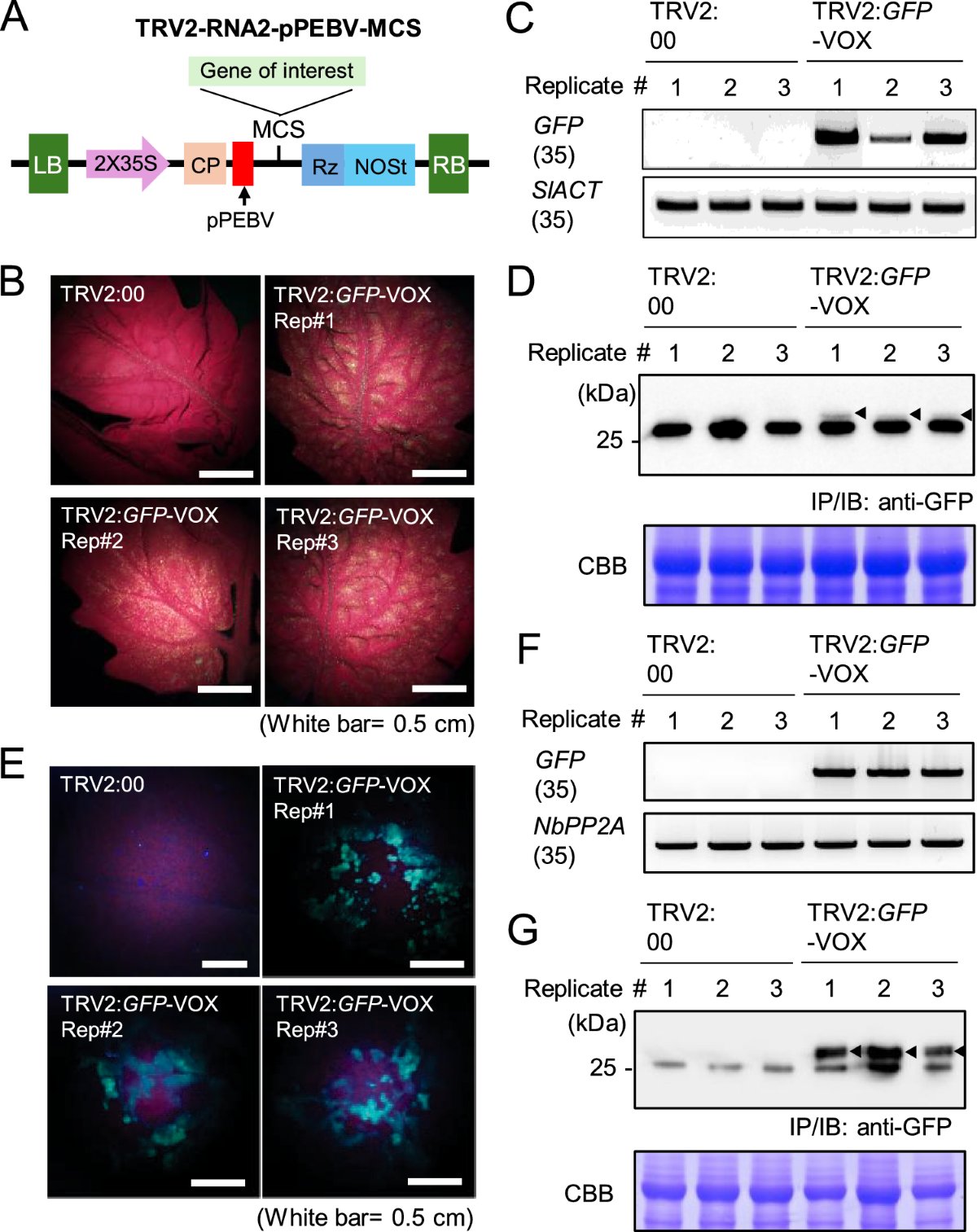tobacco rattle virus vector Tobacco Rattle Virus (TRV)-Mediated Gene Silencing and Overexpression in  Tomato Plants via Agroinfiltration | Journal of Plant Biology