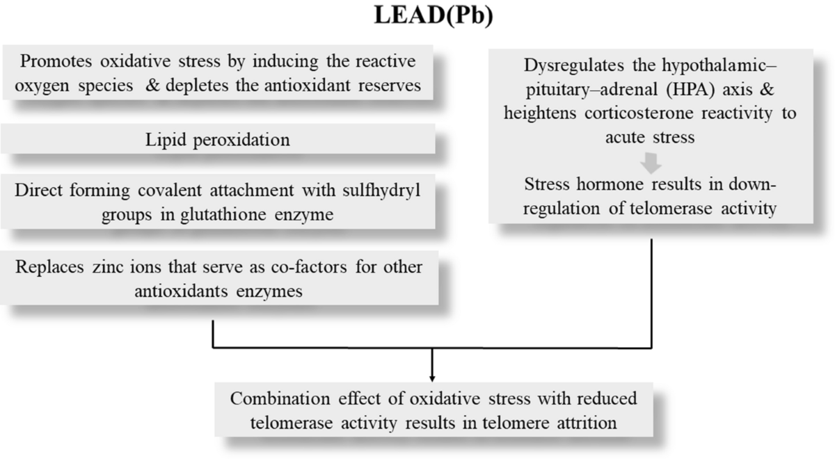 glutathione telomeres Getting to the end: telomerase access in yeast and humans