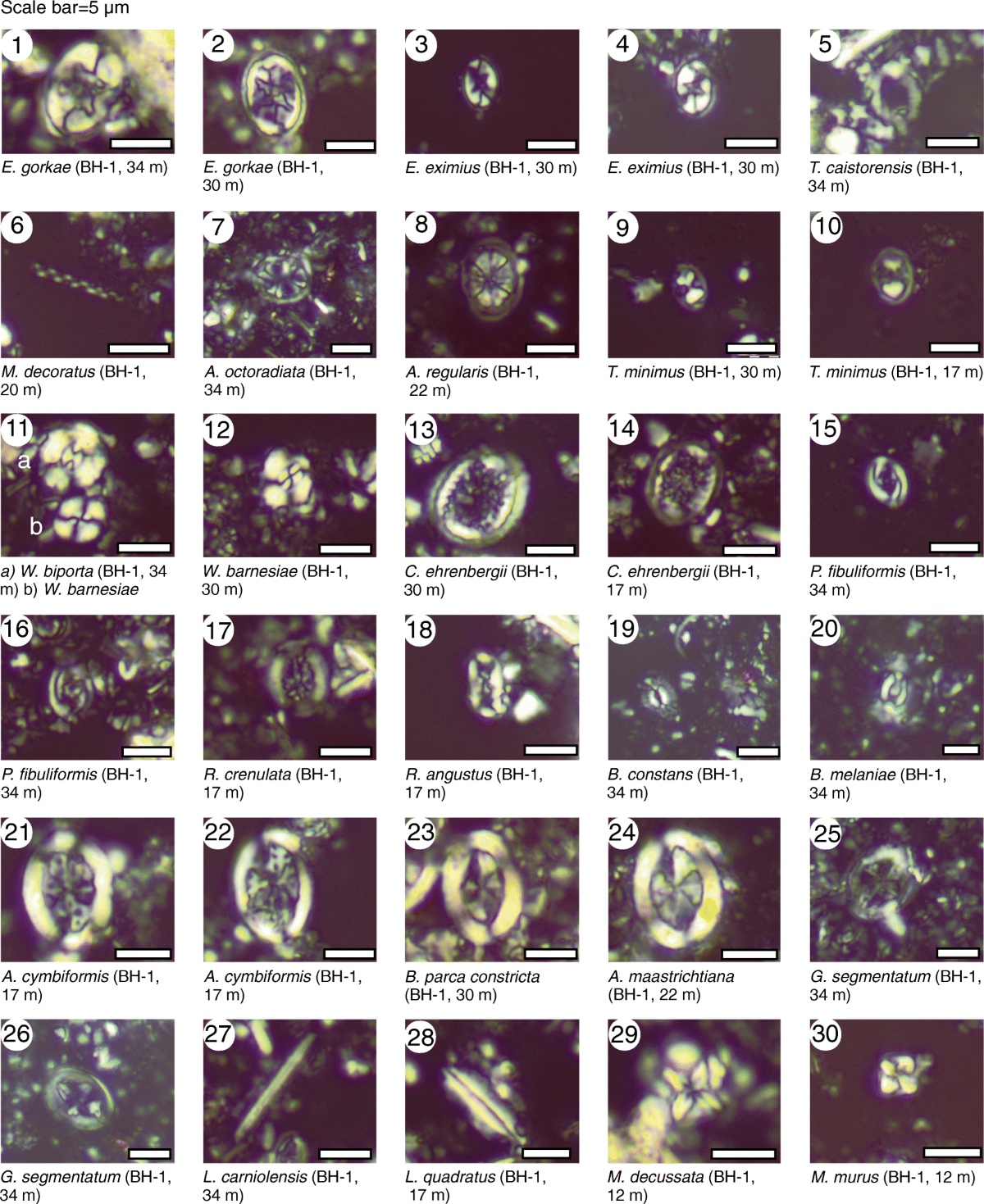 A story told by calcareous nannofossils—the timing and course of an Eocene  meteorite impact in central Jordan | Arabian Journal of Geosciences