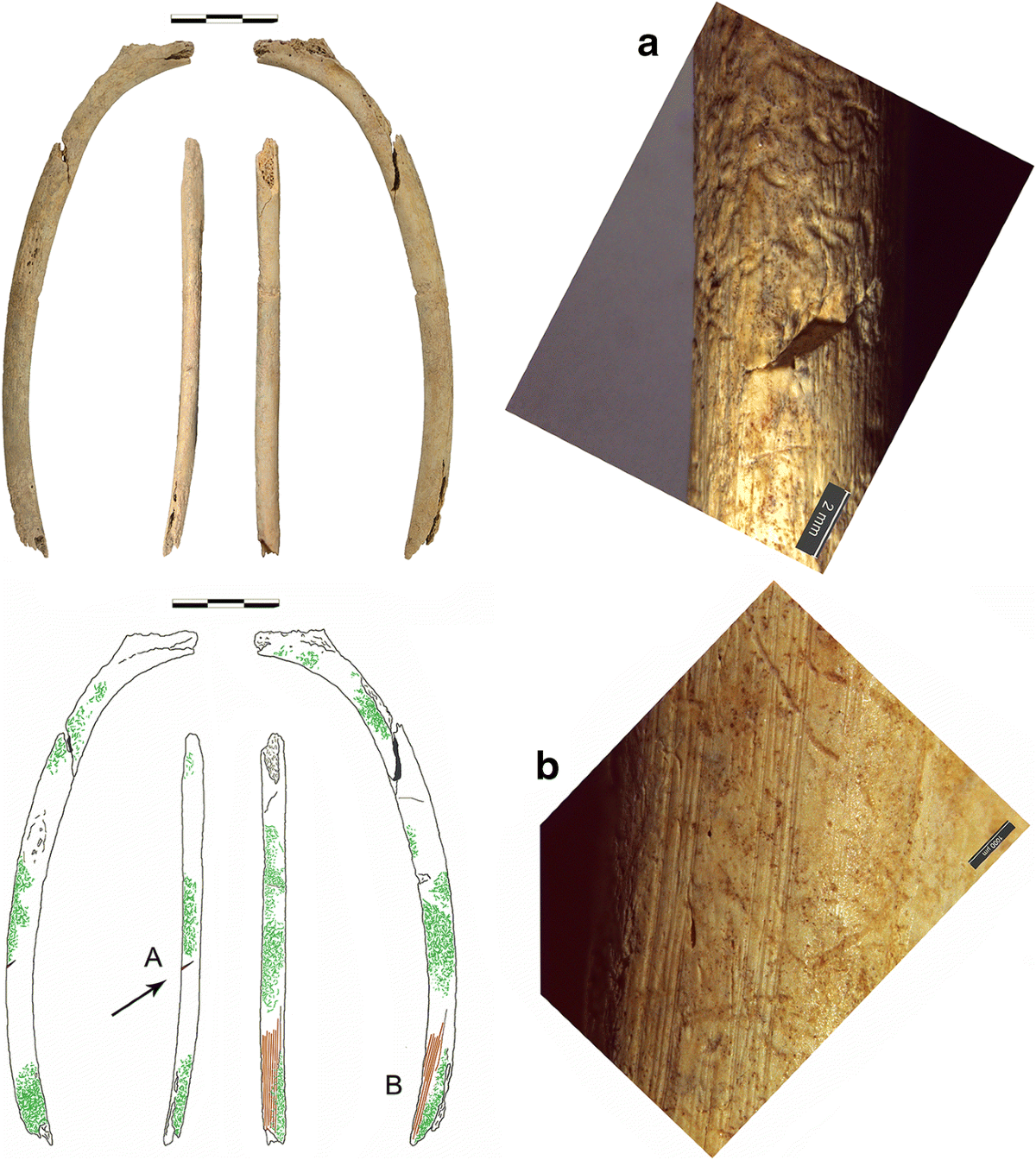 Archeological bone injuries by lithic backed projectiles: new evidence on  bear hunting from the Late Epigravettian site of Cornafessa rock shelter  (Italy) | Archaeological and Anthropological Sciences, image size:1200x1344