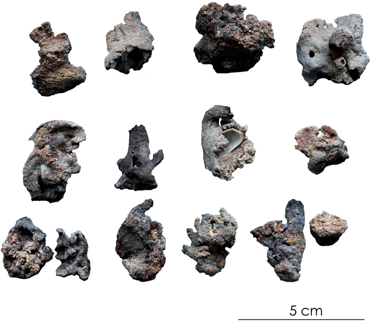 Tracking kelp-type seaweed fuel in the archaeological record through Raman  spectroscopy of charred particles: examples from the Atacama Desert coast |  Archaeological and Anthropological Sciences, image size:1200x1036