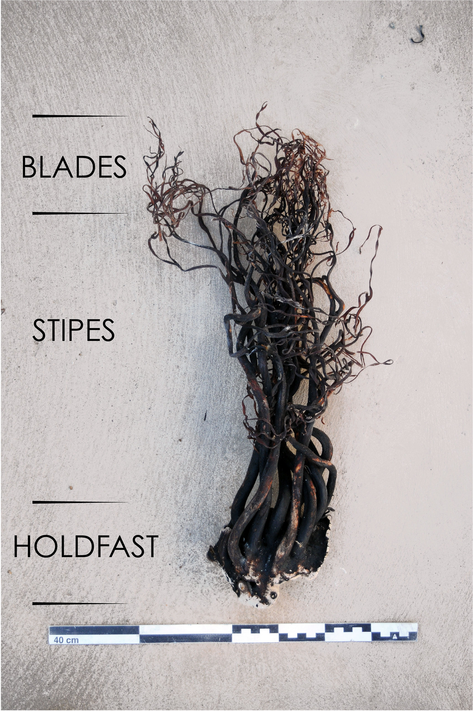 Multifactorial temporo-spatial structuring of the morphological diversity  of domestic pigs, sheep, and goats between Catalonia (Spain) and Languedoc  (France) from the Iron Age to Antiquity | Archaeological and  Anthropological Sciences, image size:968x1456