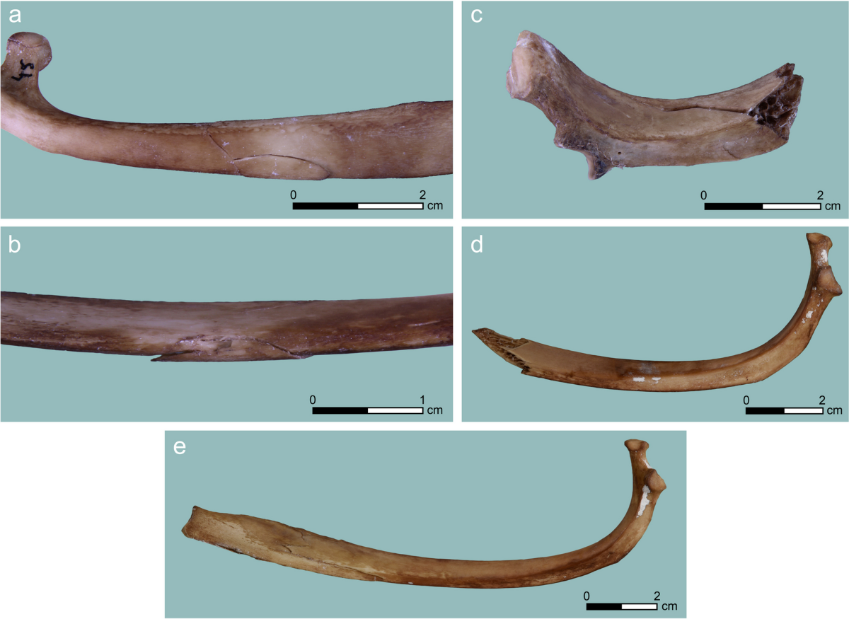 Identification and quantification of projectile impact marks on bone: new  experimental insights using osseous points | Archaeological and  Anthropological Sciences, image size:1200x875