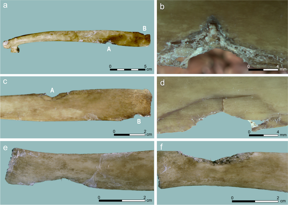 Identification and quantification of projectile impact marks on bone: new  experimental insights using osseous points | Archaeological and  Anthropological Sciences, image size:1200x854