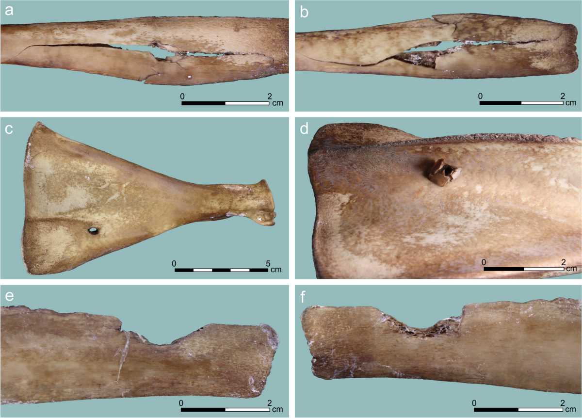 Identification and quantification of projectile impact marks on bone: new  experimental insights using osseous points | Archaeological and  Anthropological Sciences, image size:1200x862