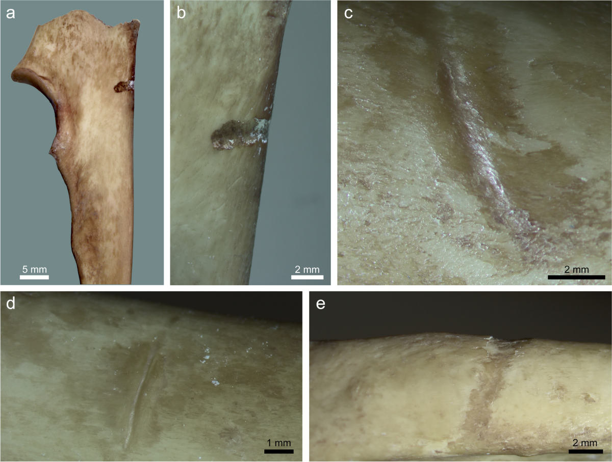 Identification and quantification of projectile impact marks on bone: new  experimental insights using osseous points | Archaeological and  Anthropological Sciences, image size:1200x907