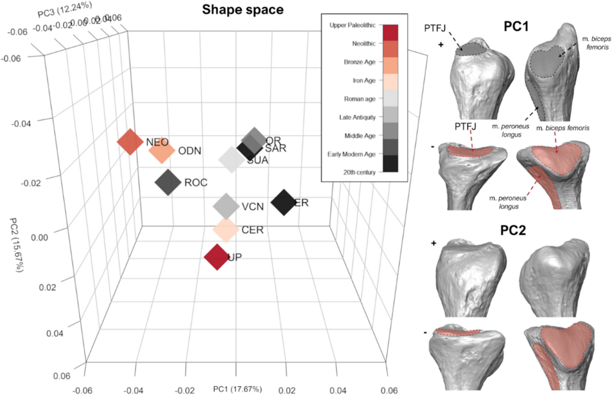 Exploring the role of fibular extremities as indicators of mobility  patterns and locomotor behavior in Homo sapiens from Mid- Late Upper  Paleolithic to the modern age | Archaeological and Anthropological Sciences