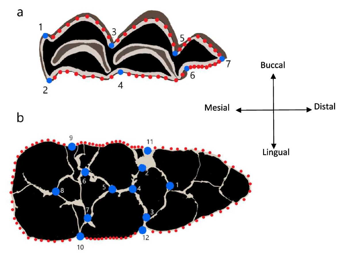 Phylogenetic Analysis of Porcine Circovirus Type 2 in Wild Boars from  Argentina | EcoHealth, image size:1200x894