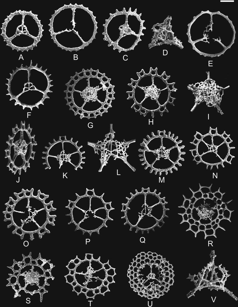 Eptingiacea and Saturnaliacea (Radiolaria) from the middle Carnian of  Turkey and some late Ladinian to early Norian samples from Oman and Alaska  | PalZ