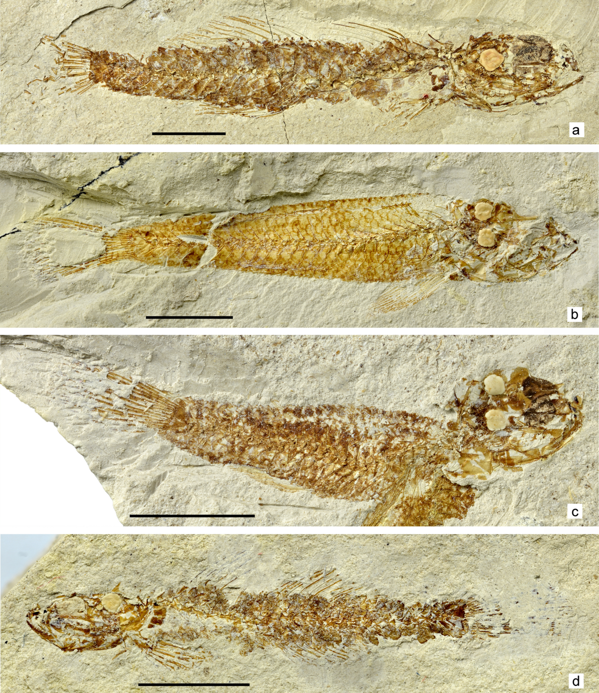 Diversity of gobioid fishes in the late Middle Miocene of northern Moldova,  Eastern Paratethys—part III: dwarf gobies | PalZ | Springer Nature Link