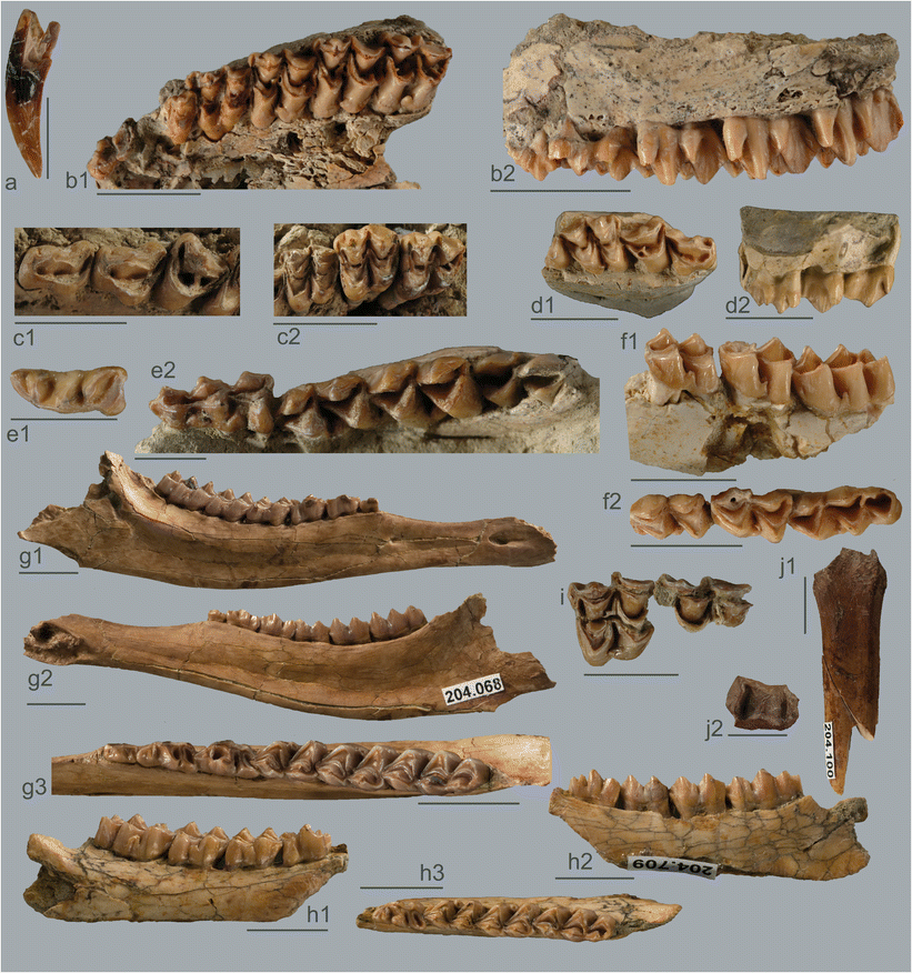 Miwanus formosanus capricornus(Dorcus caprecornus caprecornus)　カプレコルヌスウスバクワガタ♂３６mmペア　１ Taiwan Serow (Capricornis swinhoei) \u2013 Ralfs\u0027 Wildlife and Wild Places