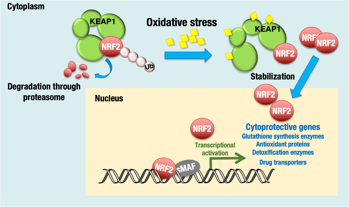 Metabolic features of cancer cells in NRF2 addiction status | Biophysical Reviews | Springer Nature Link Metabolic features of cancer cells in NRF2 addiction status | Biophysical Reviews | Springer Nature Link