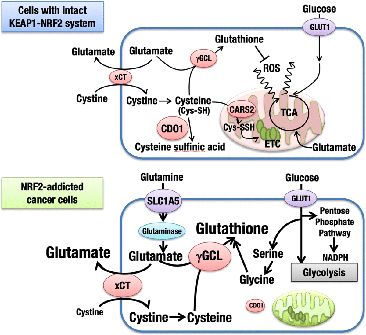 Metabolic features of cancer cells in NRF2 addiction status | Biophysical  Reviews
