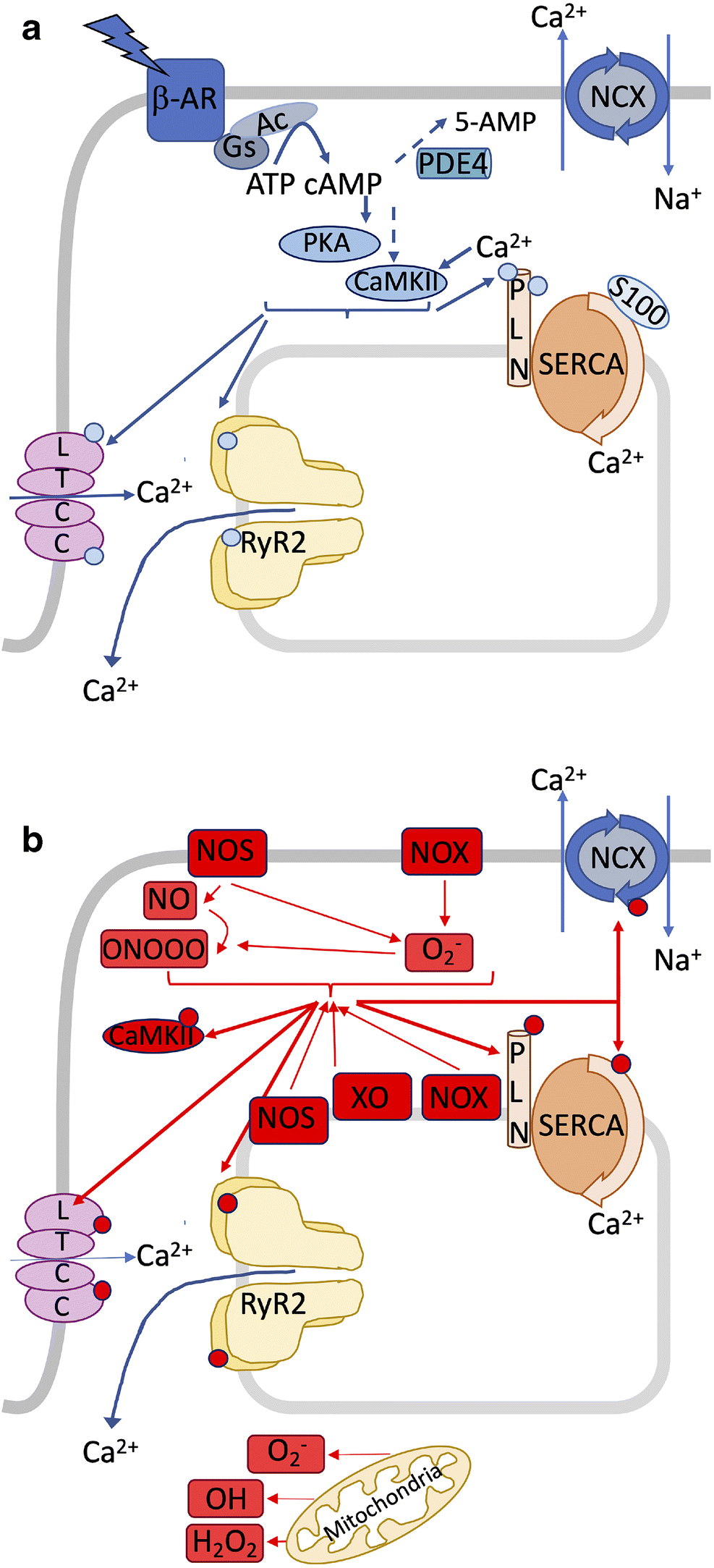 Sarcoplasmic reticulum calcium mishandling: central tenet in heart failure?  | Biophysical Reviews | Springer Nature Link