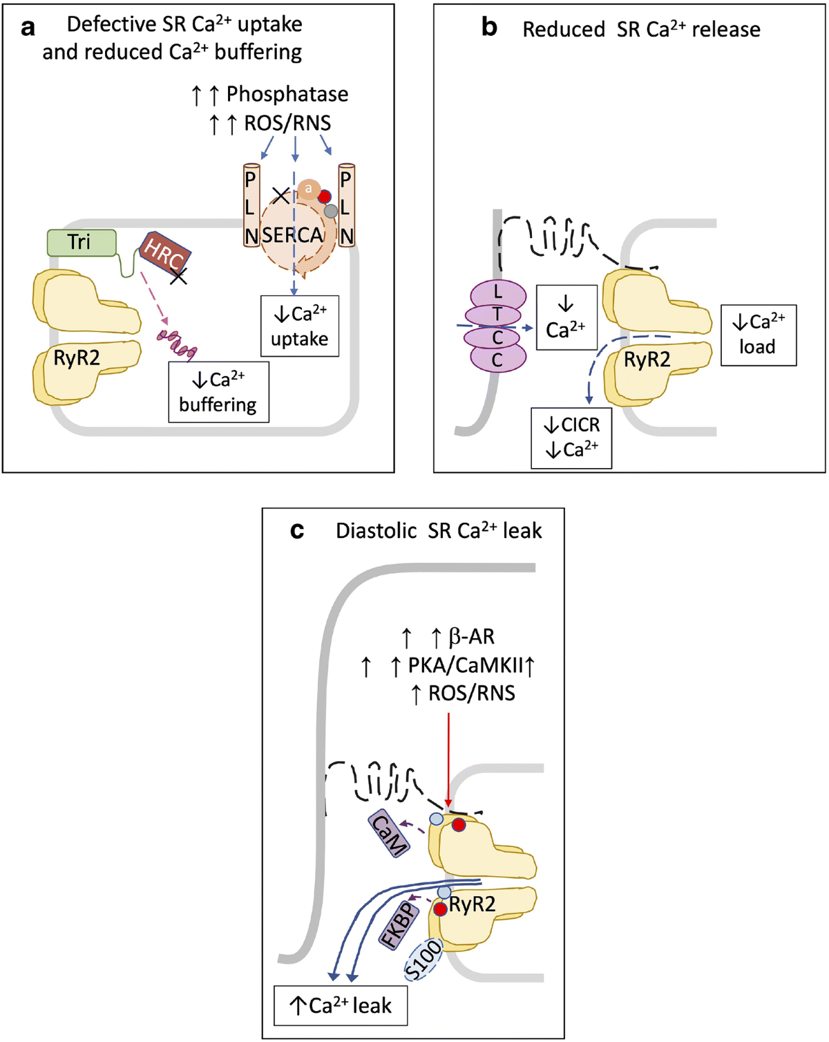 Sarcoplasmic reticulum calcium mishandling: central tenet in heart failure?  | Biophysical Reviews | Springer Nature Link