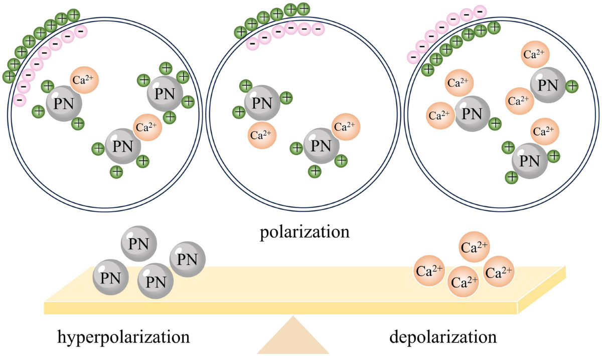 Protein nanoparticles control bio-osmotic pressure via electromechanical  collaboration | Biophysical Reviews | Springer Nature Link