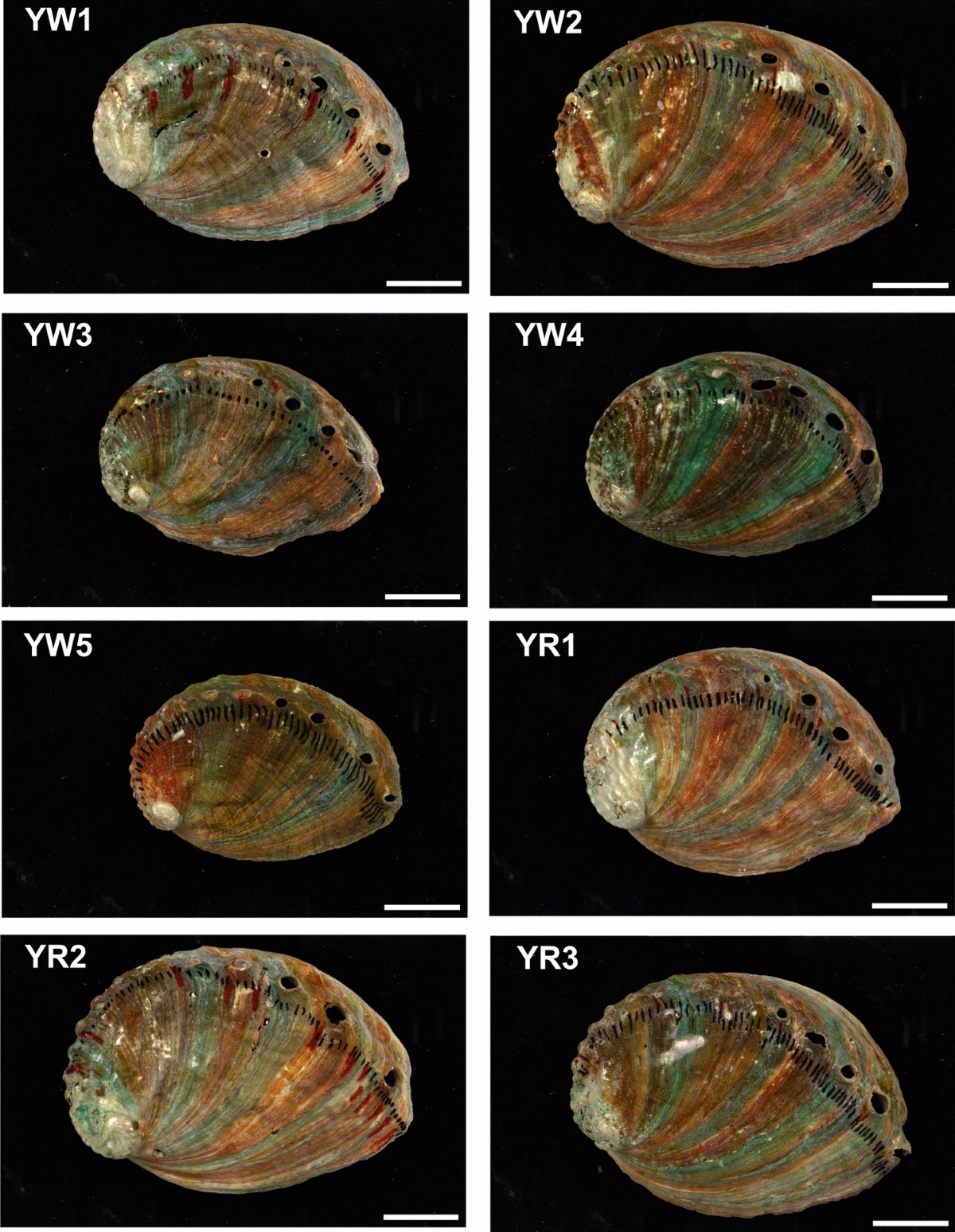 Mg Manighetti Vittorio Veneto Class
