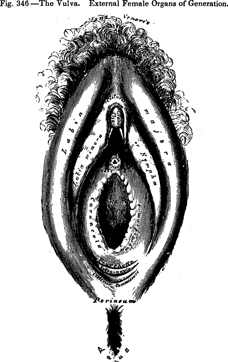 VULVA What is a vulva? | Anatomical Science International