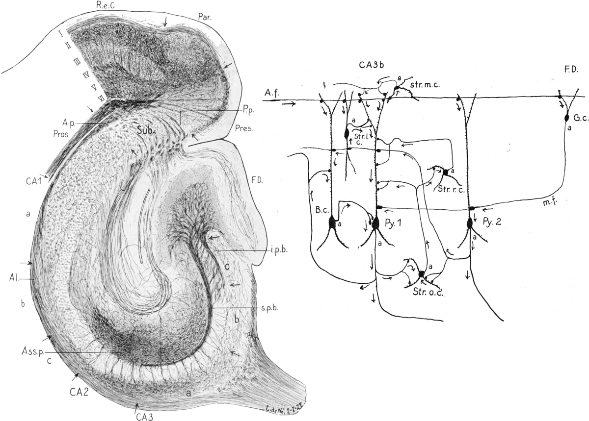 Cajal and the discovery of the Golgi method: a neuroanatomist's dream |  Anatomical Science International, image size:1200x859