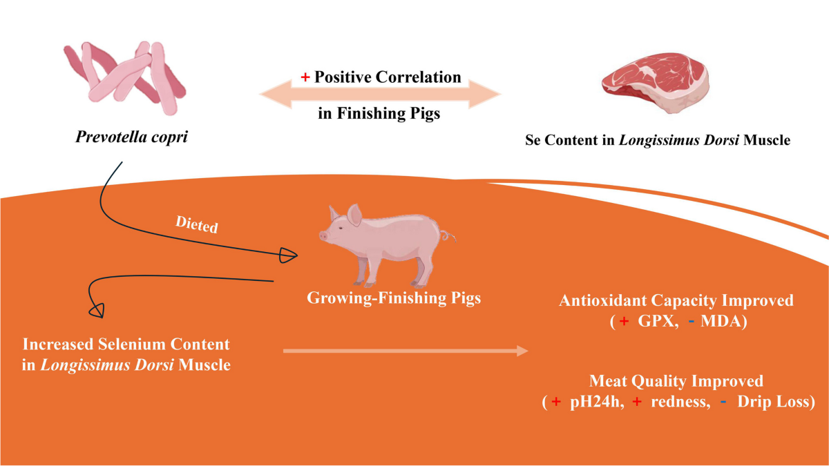 glutathione reduced in malta Reduced Glutathione Capsules