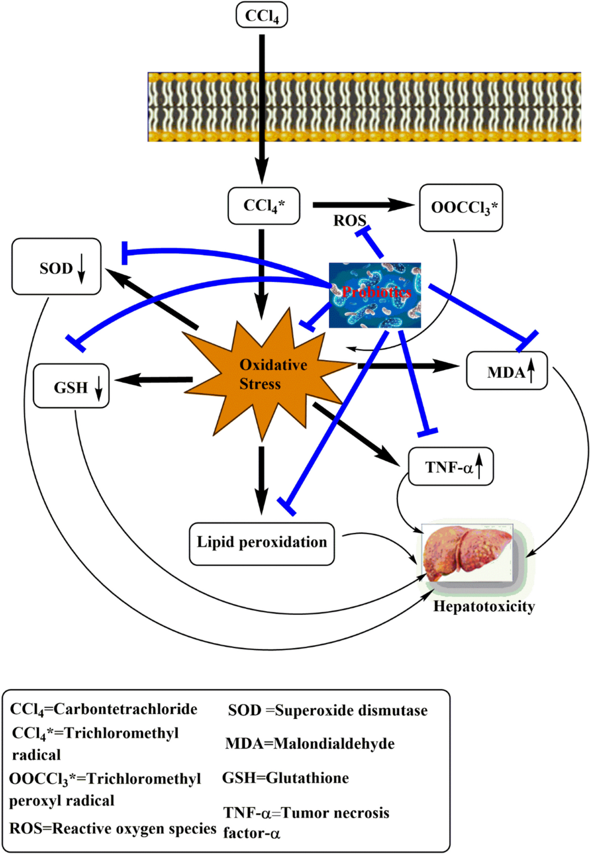 Therapeutic Role of Probiotics Against Environmental-Induced Hepatotoxicity:  Mechanisms, Clinical Perspectives, Limitations, and Future | Probiotics and  Antimicrobial Proteins | Springer Nature Link