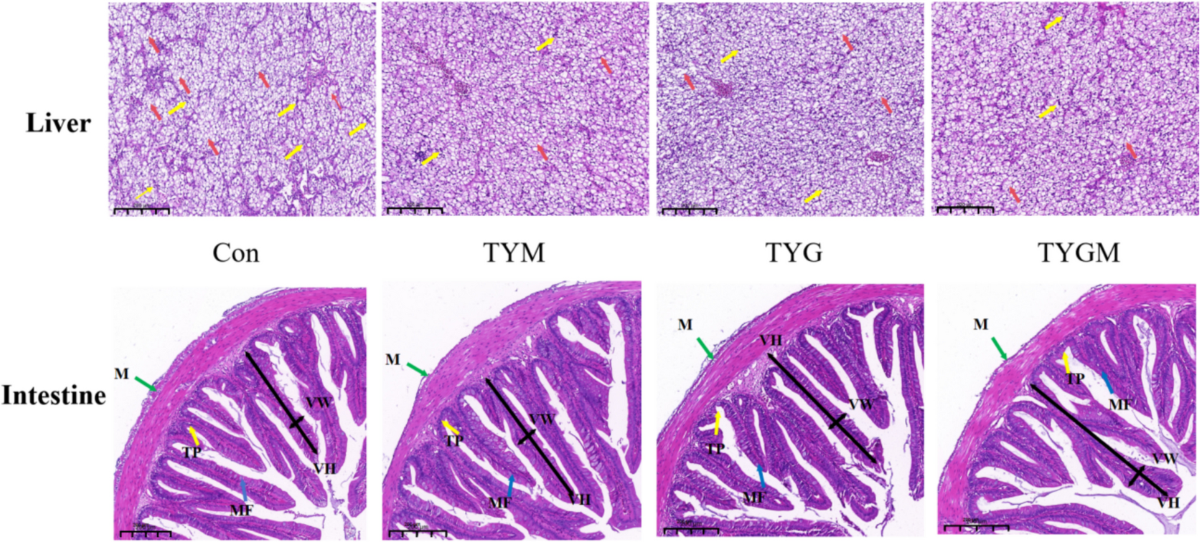 Effect of Supplementing Exogenous Glucanase or/and Mannanase to Diets  Containing Torula Yeast on Growth Performance, Biochemical Indices, Liver  and Intestinal Morphology, and Intestinal Microbiota and Metabolism of  Largemouth Bass (Micropterus salmoides) |