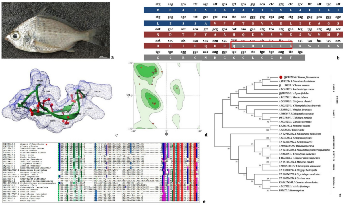 Unveiling the Modes of Action of a Recombinant Antimicrobial Peptide,  Hepcidin (rGf-Hep), from Gerres filamentosus Against Pathogenic Vibrios:  Membrane Disintegration and Reactive Oxygen Species Generation Leading to  Cell Death | Probiotics and, image size:1200x716