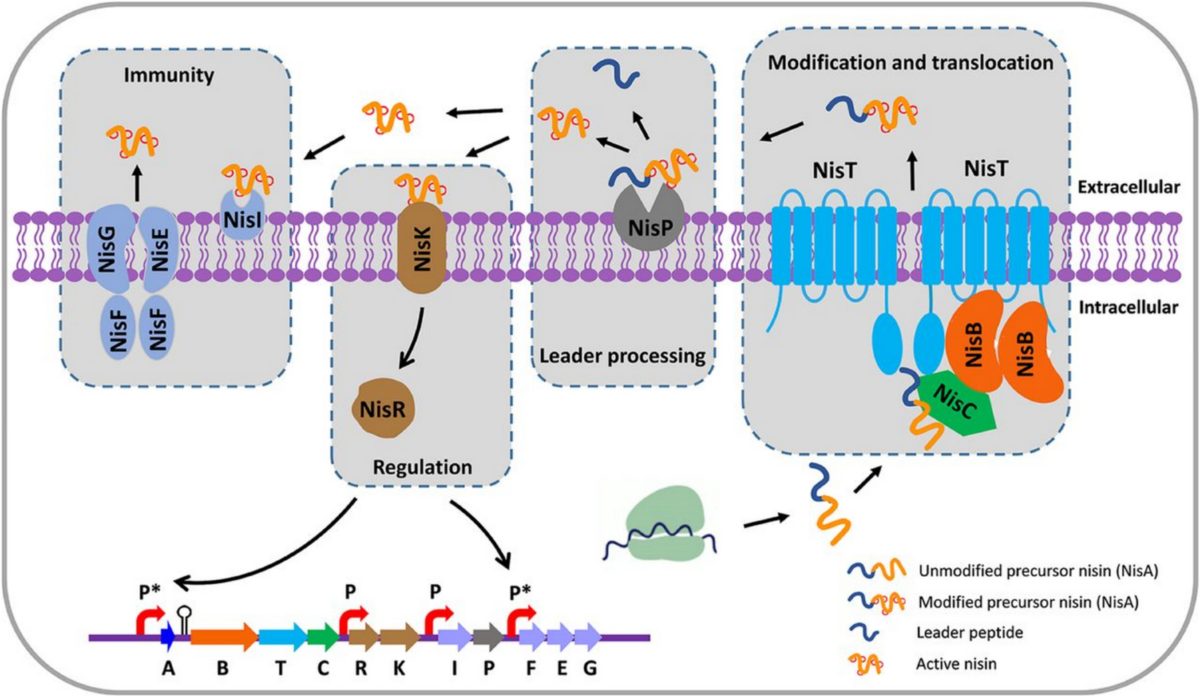 Lactic Acid Bacteria–Derived Secondary Metabolites: Emerging Natural  Alternatives for Food Preservation | Probiotics and Antimicrobial Proteins