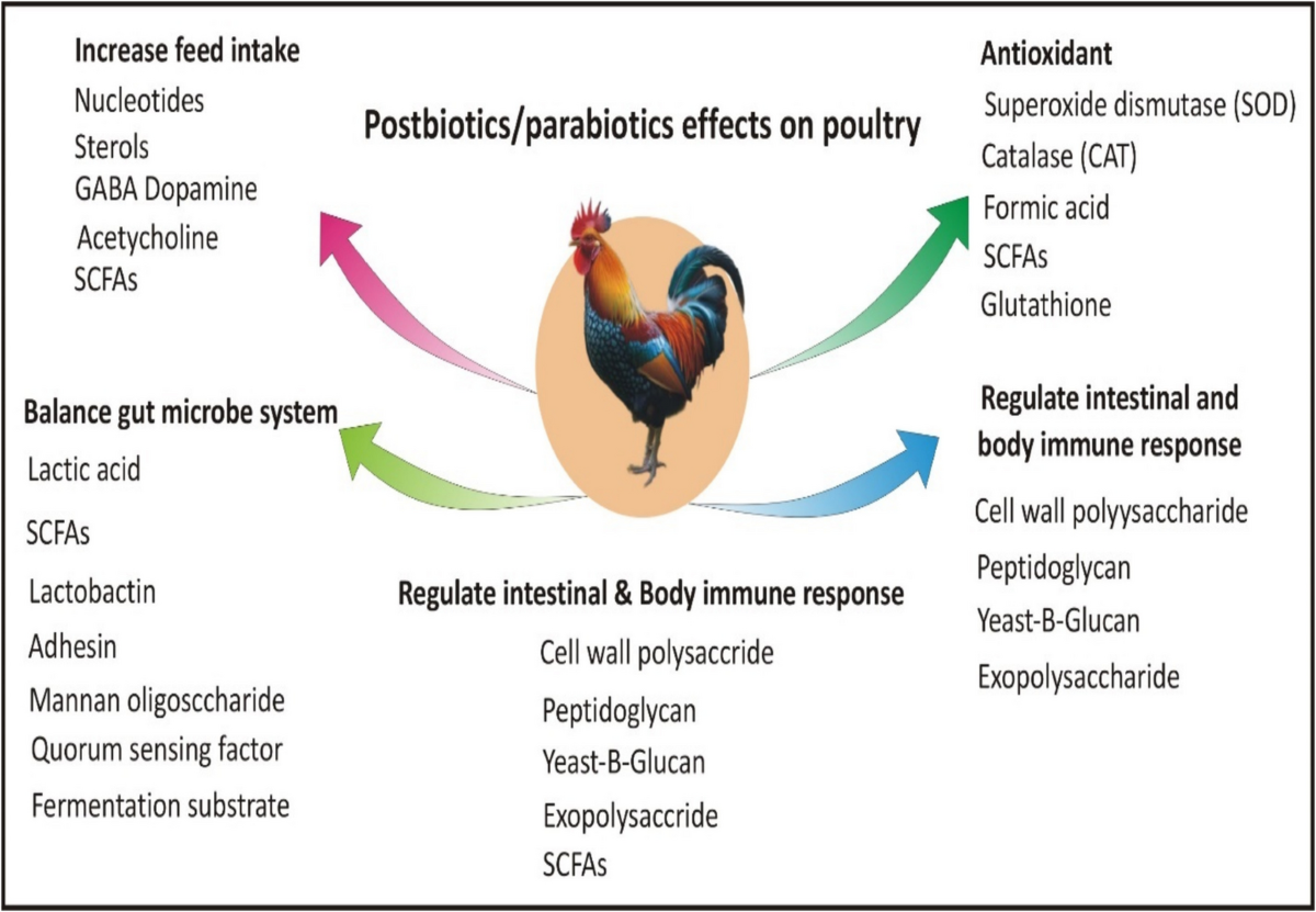 Postbiotics and Parabiotics: A Viable Health Promoting Alternative for  Poultry IndustryA Comprehensive Review | Probiotics and Antimicrobial  Proteins | Springer Nature Link