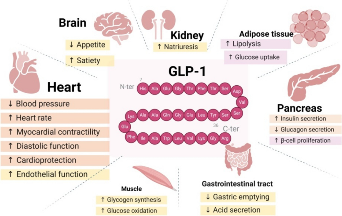 black forest glp 1 review A Systematic Review on Effect of Bifidobacterium Isolated from Skin  Microbiota on GLP-1 Production to Alleviate Human Ailments | Probiotics and  Antimicrobial Proteins