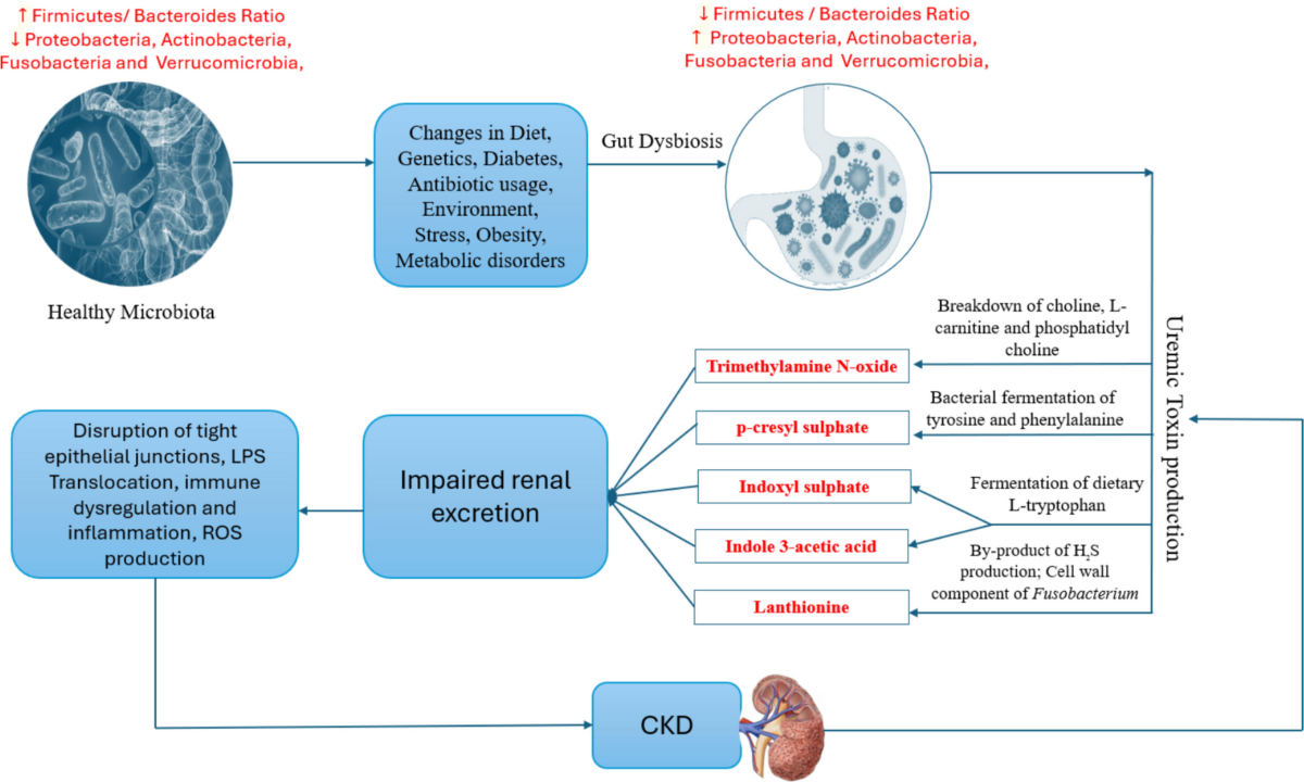 why does l carnitine make you poop L-carnitine: Science-Backed Benefits, Risks, and More L-Carnitine | CAM Cancer