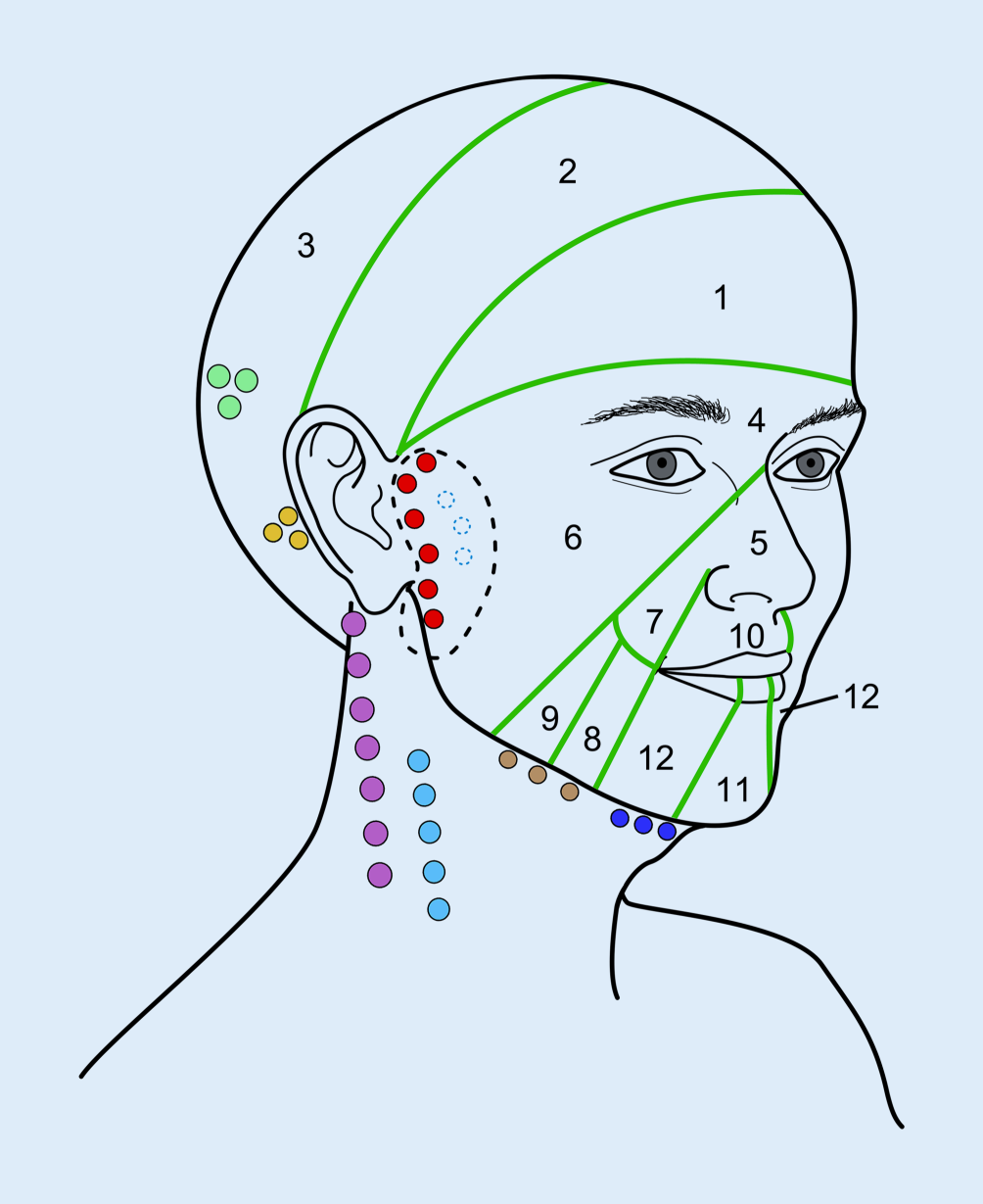 Anatomie des Lymphsystems | Journal für Ästhetische Chirurgie